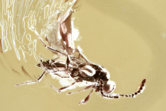Fossil Parasitoid Wasp (Platygastridae) in Baltic Amber #343264